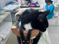 -派美特宠物医院·核磁CT·骨科肿瘤·疑难转诊(沈农禾丰店)