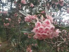 -梧桐山风景名胜区