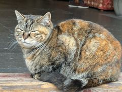 -龙华素斋(龙华路店)