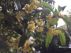 -杭州海华满陇度假酒店