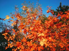 -北京西山国家森林公园