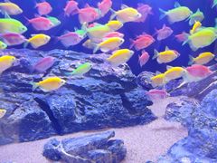 -青石桥花鸟鱼虫市场(叠翠城店)