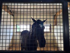 -北京群众马术培训基地