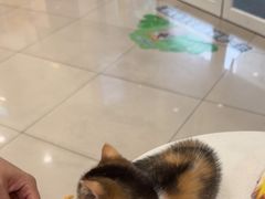 -艾贝尔宠物医院 ·中兽医·宠保定点(北门桥店)