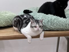 -有喵·猫咖·狗咖·30几只猫10只小狗(岗厦店)