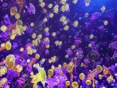 -海合安武汉极地海洋公园