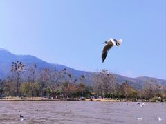 -西昌邛海湿地