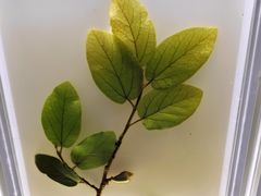 -广东中医药博物馆