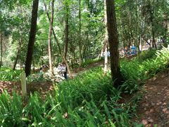 -铁山坪森林公园