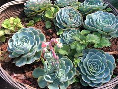 -浔岚云舍mist静谧观景美宿(丽江古城店)