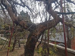 -泰山风景名胜区-普照寺