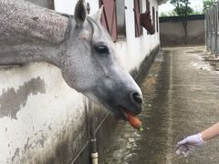 -松声马术俱乐部