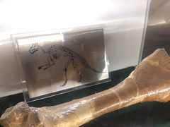 -诸城市恐龙博物馆
