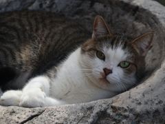 -喵屿·大理花园猫咖