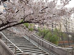 -高东镇樱花园