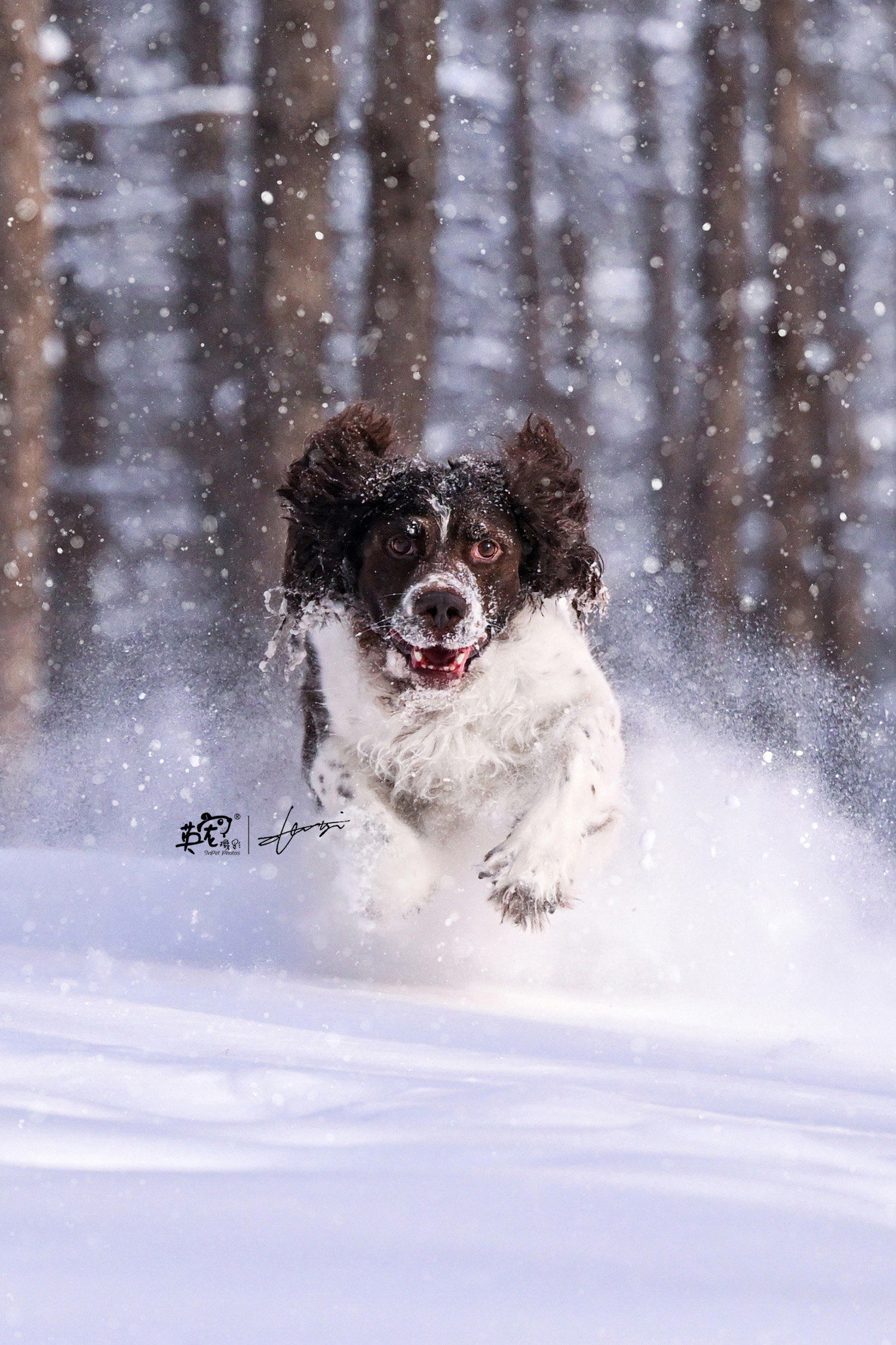 喊
看来雪地是真的太好玩了
🤗🤗🤗🤗#狗狗玩雪 #雪地