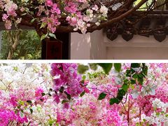 -深圳国际园林花卉博览园