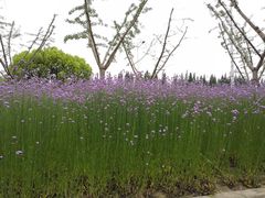 -昆山招商花园城