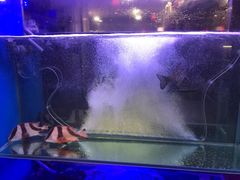 -成都老码头火锅(旺角店)