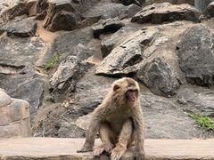 -合肥野生动物园