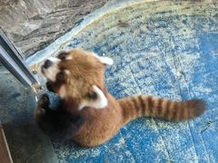 -绿色星球动物主题公园