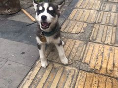 -金鼎雪山牦牛杂火锅(理县总店)