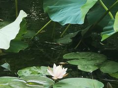 -东升八家郊野公园