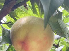 -老袁家蜜桃农场·阳山水蜜桃