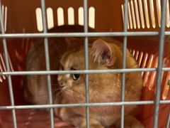 -伟伟宠物医院·CT影像中心·瑞派犬猫综合性门诊(汉口总院)