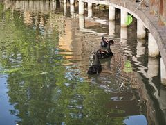 -溱湖国家湿地公园