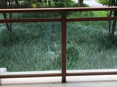-成都安仁福朋喜来登酒店