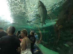 -瑞普利水族馆