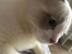 -Bastet sally猫舍购宠(静安店)