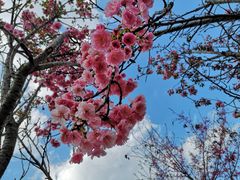 -天适樱花悠乐园