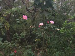 -首义公园-武昌蛇山烈士祠