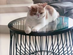 -飞行喵MR PILOT|猫舍·猫咖(静安大融城店)