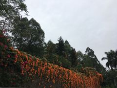-观澜山水田园