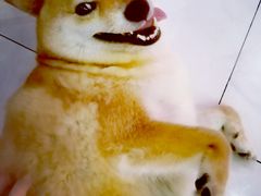 -柴源莊·柴小宠柴犬咖啡