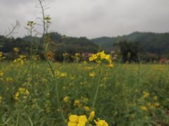 -红山村