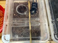 -中环花鸟鱼虫市场