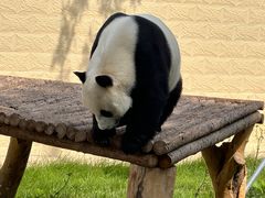 -石家庄市动物园