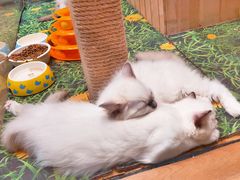 -藏猫猫咖啡主题馆(中央大道店)