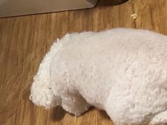 -天宠宠物医院24小时·急重症诊疗中心·全科·腔镜特色(和平分院)