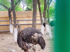 -长白岛森林公园