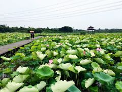 -梁鸿国家湿地公园