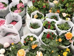 -三圣花乡旅游区