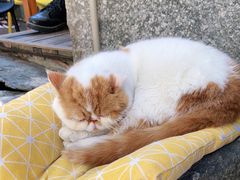 -喵屿·大理花园猫咖