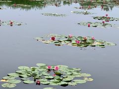 -绿堤公园