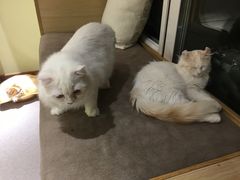 -猫和宫(六道口店)