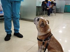 -小伙伴宠物医院•急重症转诊中心·老年专科·犬猫全科(北大街总院)